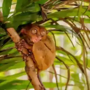 کشف فسیل کوچک‌ترین میمون
