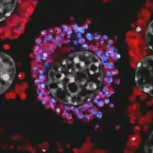دانشمندان از فعالیت سلول‌ها در اندام فیلم‌برداری کردند!