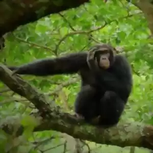 شامپانزه‌ها چگونه با هم صحبت می‌کنند؟