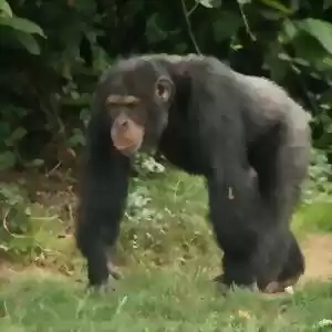 ارتباط خودکنترلی شامپانزه‌ها با هوش عمومی