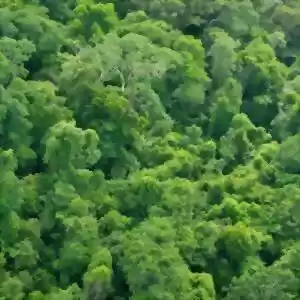 رابطه‌ی رشد جنگل‌ها و تغییرات اقلیمی