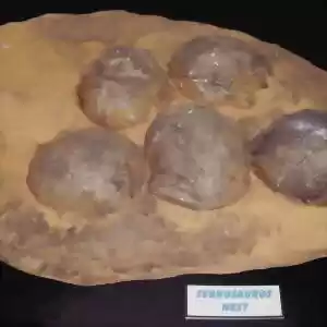 رازهایی در مورد تخم دایناسورها