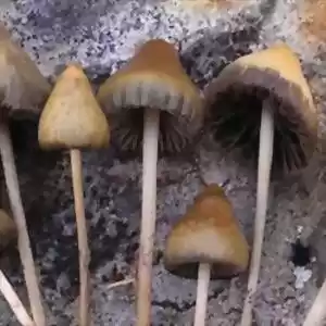 خوردن قارچ‌های جادویی شما را خلاق‌تر می‌کند!
