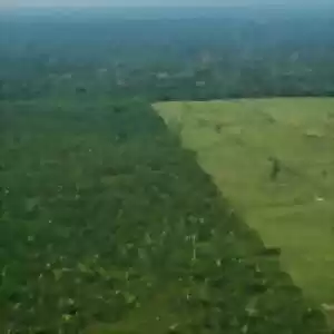 آمار وحشتناک جنگل‌زدایی در آمازون