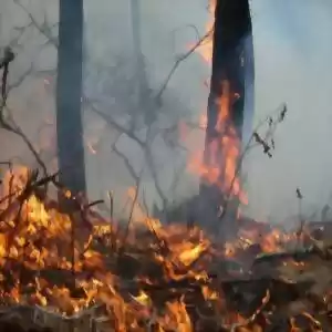 بزرگترین تاثیر آتش‌سوزی جنگل‌ها برای زمین