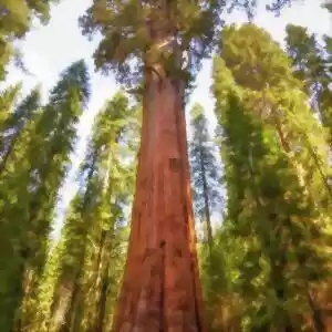 مسن‌ترین درختان زمین را بشناسیم