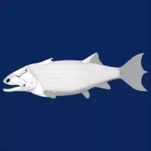 ماهی باستانی‌ای که پیش از عصر ماهی‌ها تکامل یافته است.