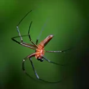 مکانیزم تولید تار عنکبوت چگونه است؟