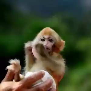 آیا واقعاً میمون‌ها با انسان‌ها رابطه‌ی خویشاوندی دارند؟
