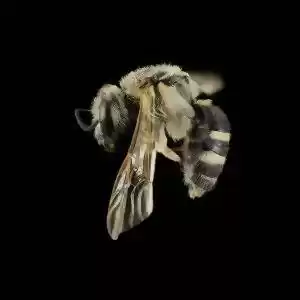 زنبورها توانایی شمارش دارند!