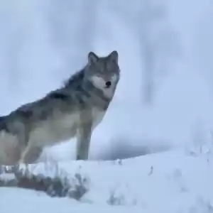 راز بقای گرگ‌های خاکستری چیست؟