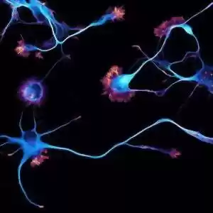 ثبت نور واقعی نورون‌های عصبی مغز
