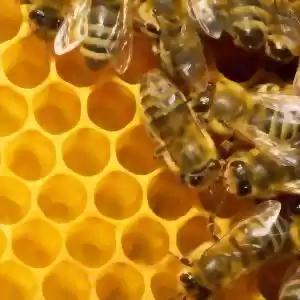 توانایی حیرت‌انگیز زنبورهای عسل