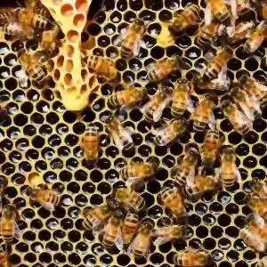 تاثیر نیش زنبور عسل بر روی درمان یک بیماری