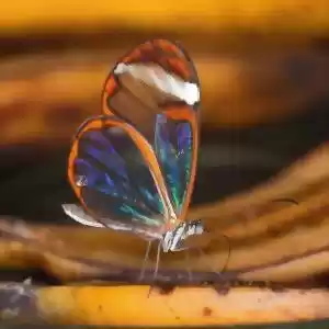 چرا بال‌ برخی از پروانه‌ها شفاف است؟