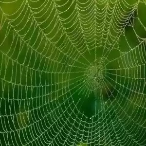 ساخت تاری مصنوعی محکم‌تر از تار عنکبوت‌ها