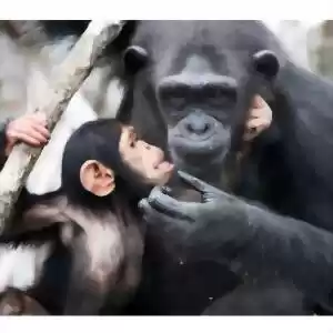ناسا به کمک شامپانزه‌ها می‌آید