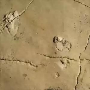 کشف ردپاهای ۵.۶ میلیون ساله‌ی انسان‌تباران در جزیره‌ی کرت