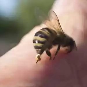 راهی برای خلاصی از نیش زنبور عسل
