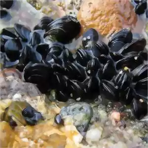 خطر اسیدی شدن اقیانوس‌ها برای صدف‌ها