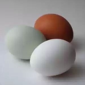 ساختار و خواص جالب پوست تخم‌مرغ