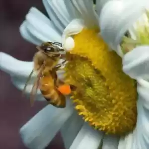 چگونه انسان‌ها، نسل زنبورها را به مرز انقراض رسانده‌اند؟