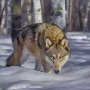 آیا گرگ‌ها رام‌شدنی هستند؟