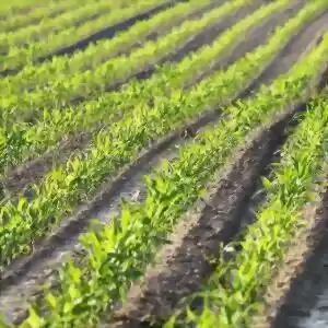 فناوری نانو در کشاورزی و صنایع غذایی 2