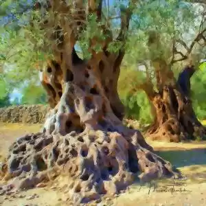 چگونه درختان می‌توانند هزاران سال عمر کنند؟