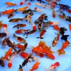 ماهی قرمز چگونه با محیط آکواریوم کنار می‌آید؟