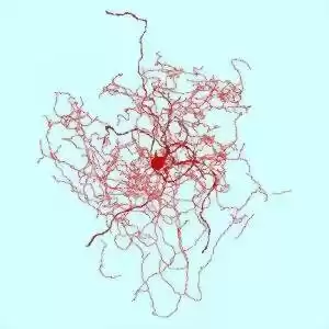 نوع تازه‌ای از نورون انسان به‌نام میوه‌ی گل رز کشف شد!