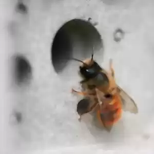 مغز زنبور عسل چگونه او را به طرف کندو هدایت می‌کند؟