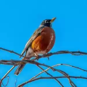 چرا برخی پرندگان آوازخوان هستند؟