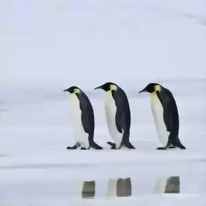 آیا انسان‌ها، باعث انقراض پنگوئن‌ها هم می‌شوند؟
