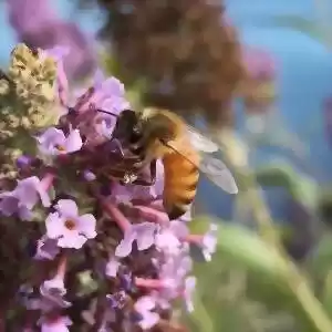 زنبورعسل نر برای انتخاب گل از الگوهای دمایی استفاده می‌کند.