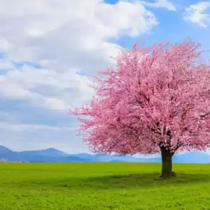 چند گونه درخت بر روی زمین وجود دارد؟