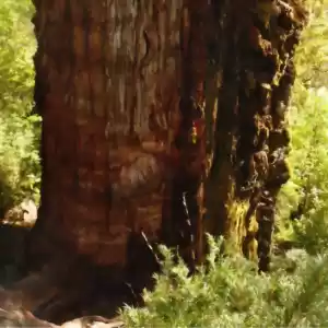 کشف مُسن‌ترین درخت دنیا