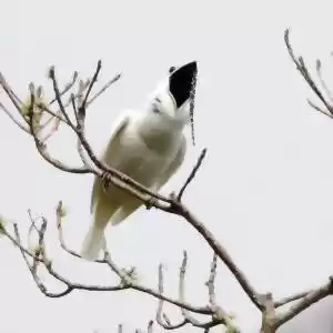 بلندترین صدای پرندگان متعلق به کدام پرنده است؟