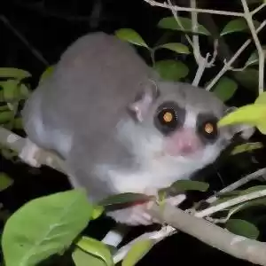 کشف گونه‌ای جدید از لمور کوتوله در ماداگاسکار