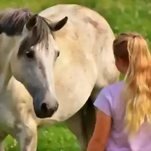 رفتاری از اسب‌ها در برابر احساسات انسان‌ها