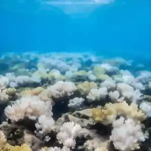 چرا مرجان‌ها پلاستیک می‌خورند؟