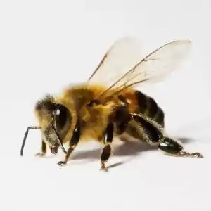 افشای ماهیت زهر زنبور عسل